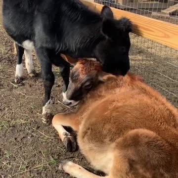 Cow Best Friends Share Incredible Bond