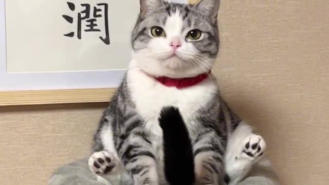 Laughing to death, the cat inexplicably used his tail to put a stick of incense on himself