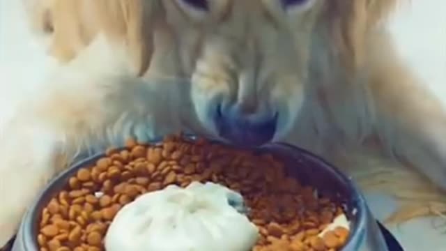 Dog video| funny dog|