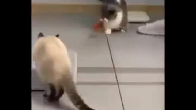 New Funny cat video 🐈🐈🐈🐈🐈🐈