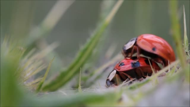 Ladybugs Making Love heheh