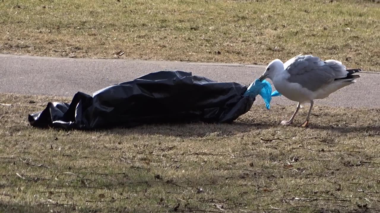 Havstrutar i Stadsparken, Helsingborg 19 Mars 2018