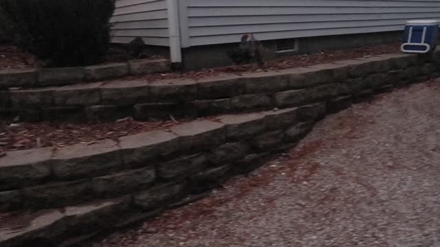 2 month old rooster crowing