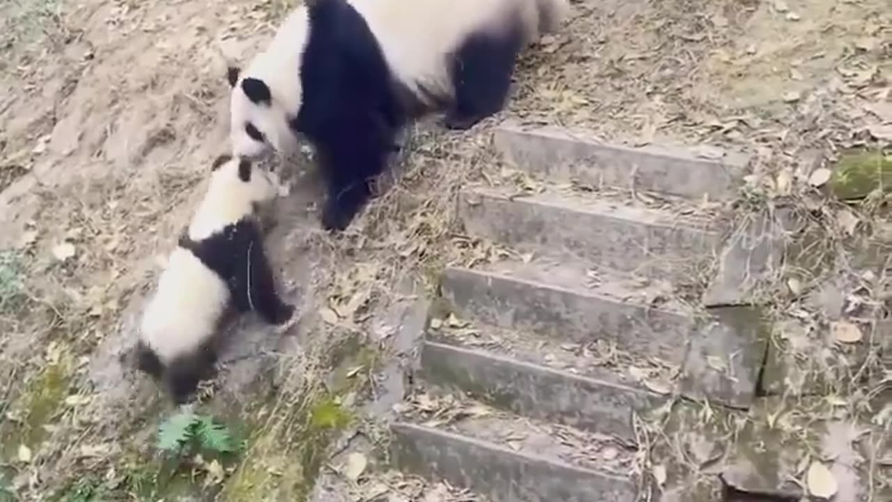 Playing Pandas