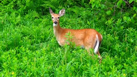 White-tailed deer