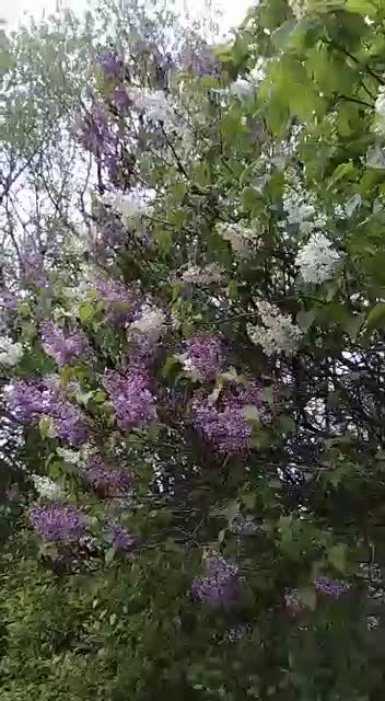 Звуки весны