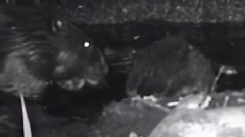 Baby Beavers Born In Urban London For The First Time In 400 Yrs‼️
