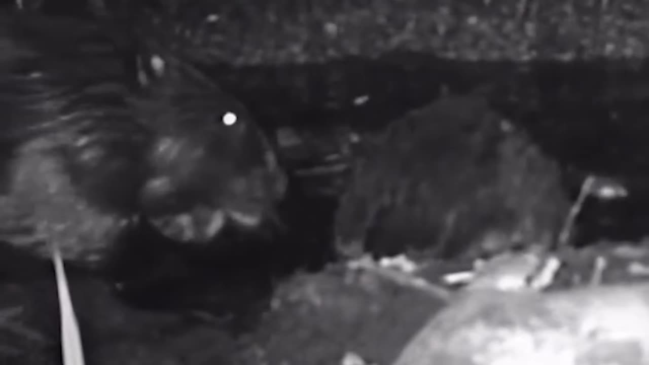 Baby Beavers Born In Urban London For The First Time In 400 Yrs‼️