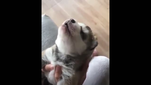 Cute And Funny Husky Puppies