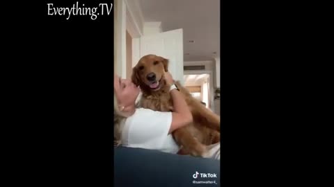 Try Not to Laugh - Puppies Edition #62