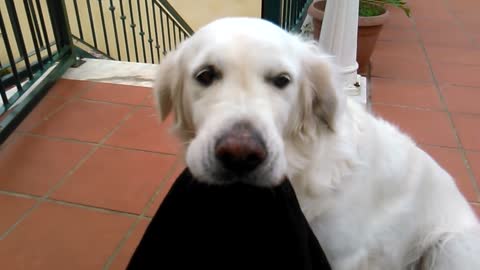 Golden Retriever steals a blanket!