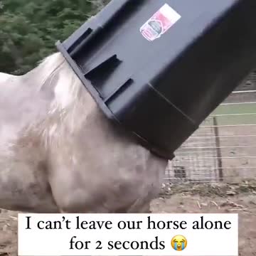 Horse problem