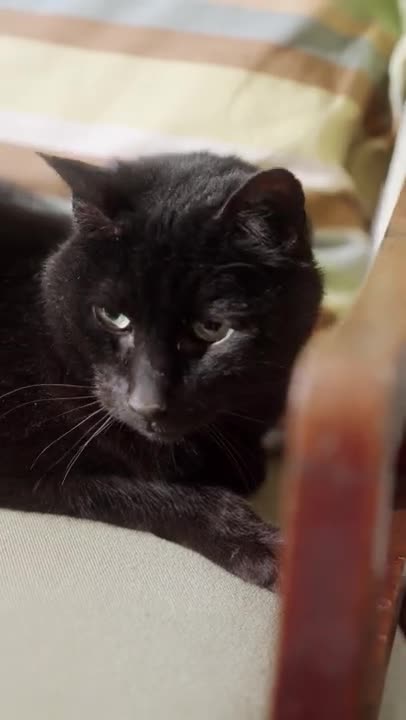 1.cute cat and funny cat shorts❤#shorts #cat #cutecat #blackcat