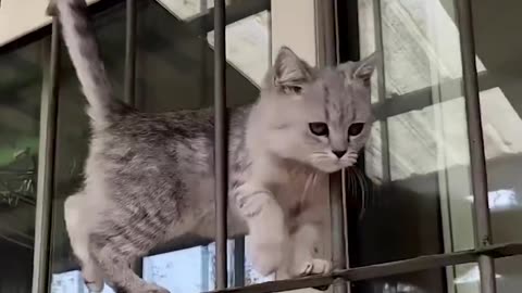 Funny cat