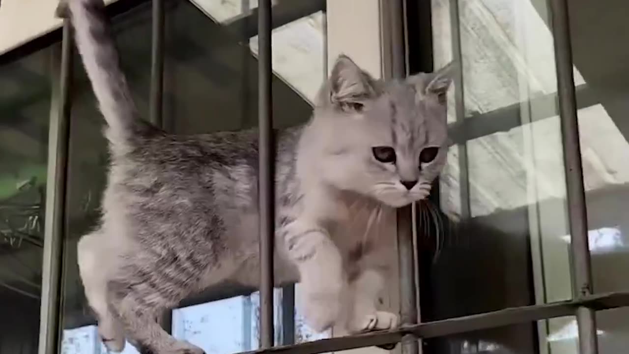 Funny cat