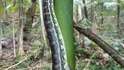 How fast this Python climbing tree