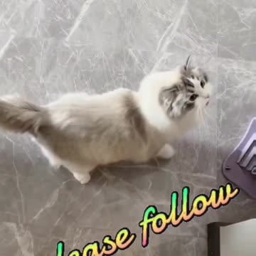 Cute Cat video and Fanny cat video