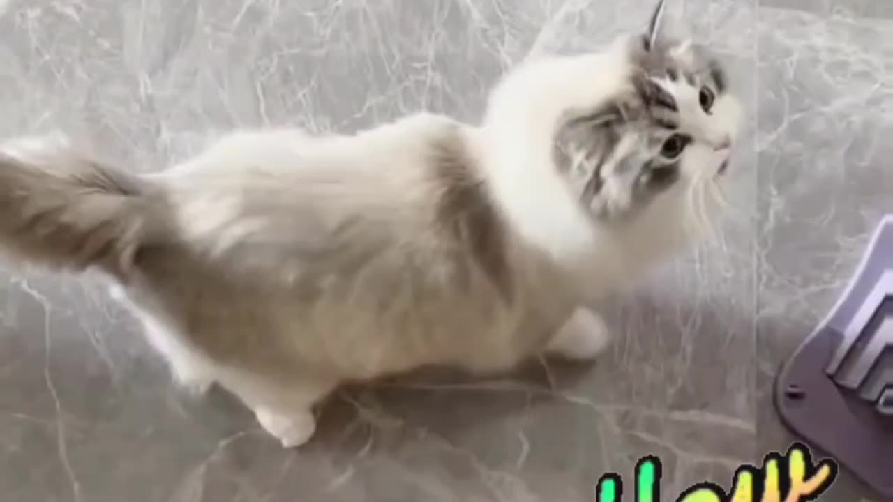 Cute Cat video and Fanny cat video