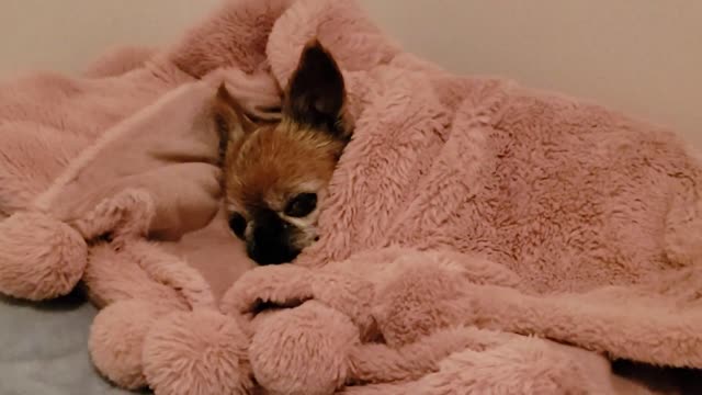 Good night my puppy
