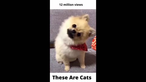 THESE ARE CATS | TikTok #shorts