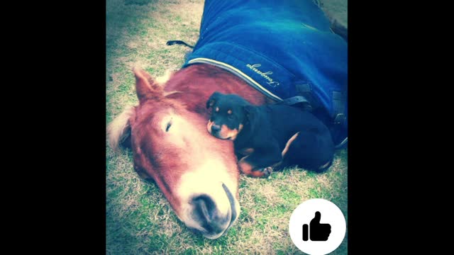 Horse & Doggo best share cuteness overload nap together