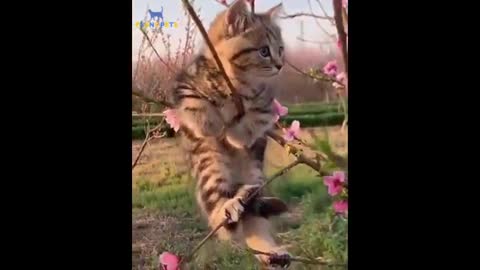 Vins funny Cat