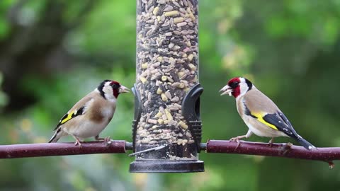 birds making snack