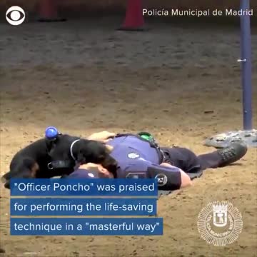 C. P. R. CPR? DOGGY STYLE!