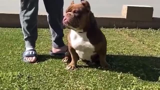 SUPER PITBULL!!! Best video compilation about Pitbull # 03 | 2021| Dogs are Awesome