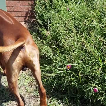 Rhodesian Ridgebacks Mister & Tickle: Puppy does Homer-Barack, Recovers