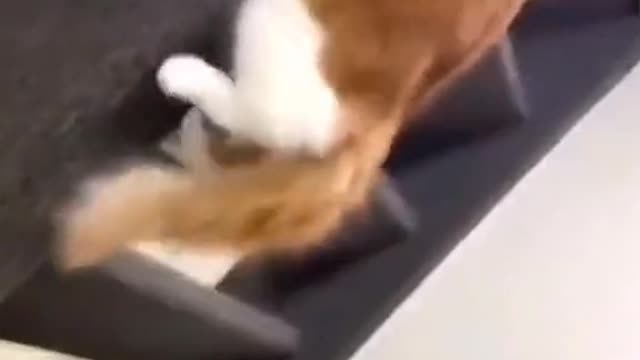 funny animal videos