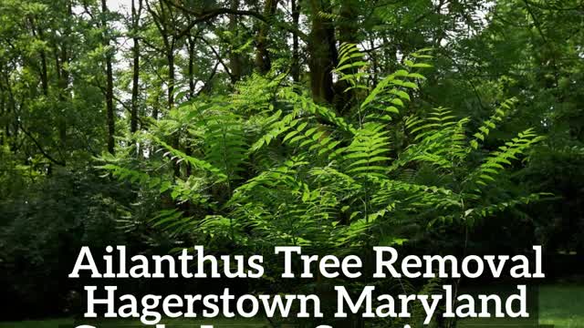 Ailanthus Tree Hagerstown Maryland Removal Landscaping