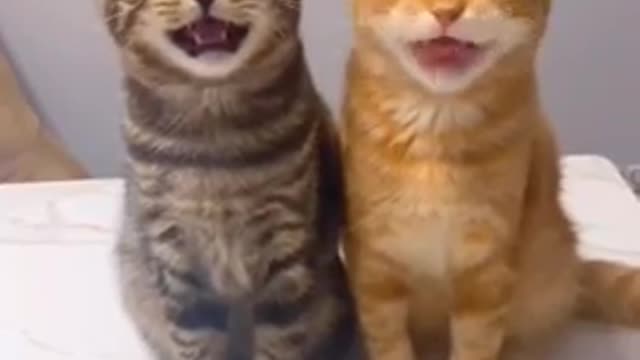 Cats - Baby cats - funny and fluffy (145) / Gatos - Filhotes - engraçados e fofos (145) #shorts