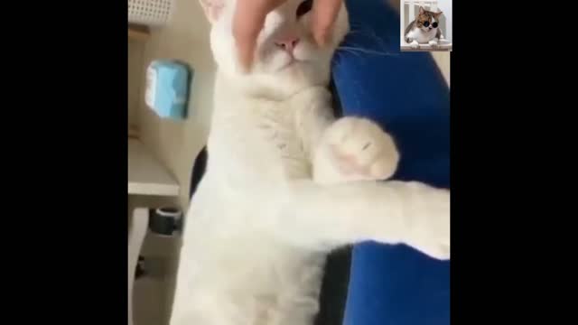 😂YOU LAUGH YOU LOSE! 😹Funny Moments Of Cats Videos Compilatio //some fun in life