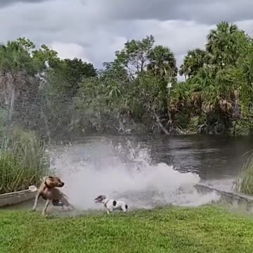 Dogs Get Splashed by Manatee | Funny Dogs videos |HQ
