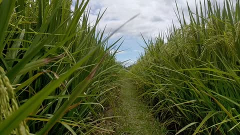 Under the rice plants