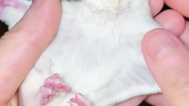 Really enjoy it, this little calf ️