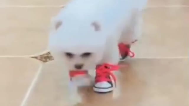 Baby Dogs - Cute and Funny Dog Videos Compilation SO FUNNY AND CUTE 2