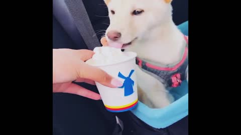 Baby dog eating ice cream 🤣😍😍 cute dog baby