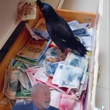 O passarinho do Pulha