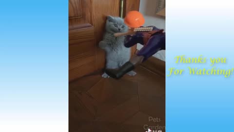 so cute funny gray cat