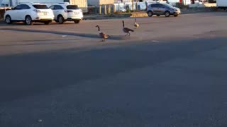 Goose on the hunt