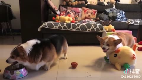 Chubby Corgis Fighting / Sound Designed