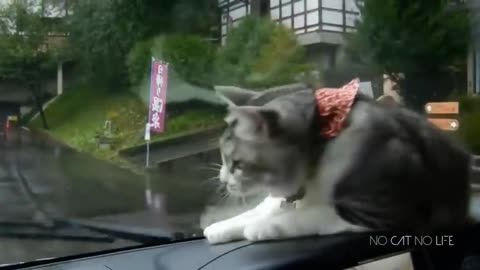 Funny Cats Compilation (Most Popular) Part 1 #cat #cute #kitten #pets #dog