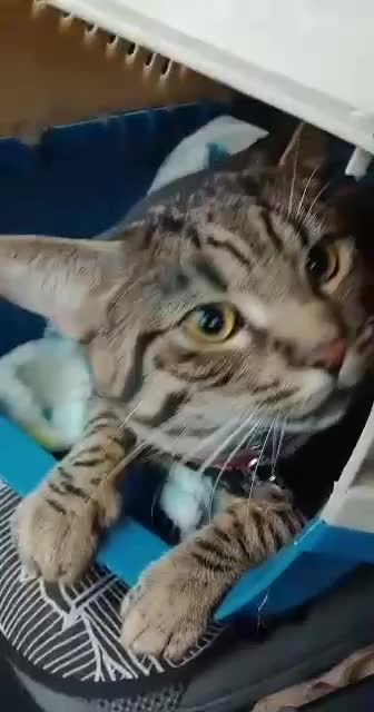 NICOLA TESLA CAR RIDE