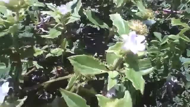 Lindas florzinhas na areia perto da praia [Nature & Animals]