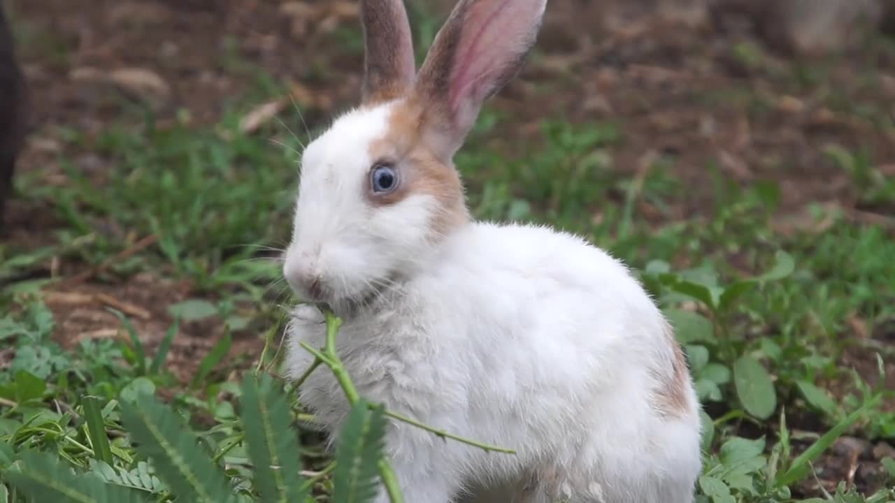 Eating Rabbits