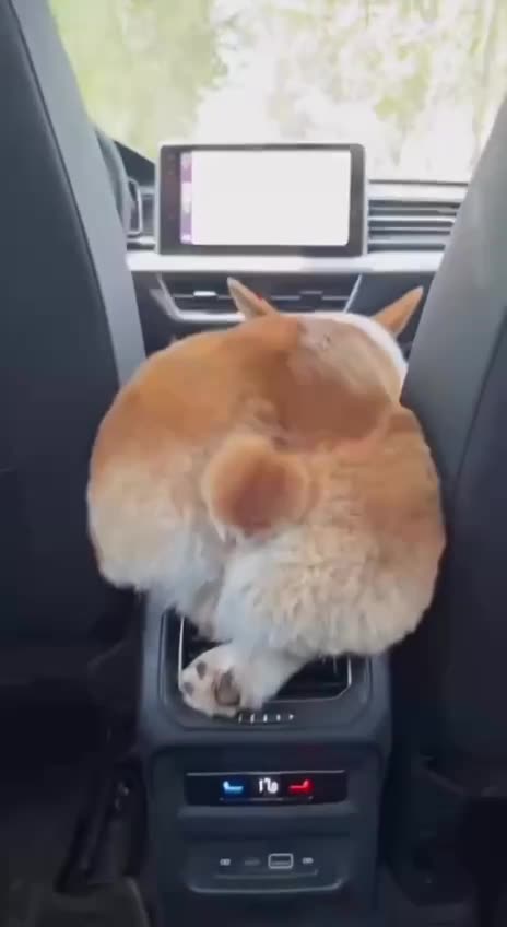 Back seat driver is hard work 🤣🤣