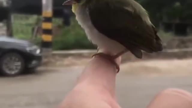 Lovely hydrangea bird