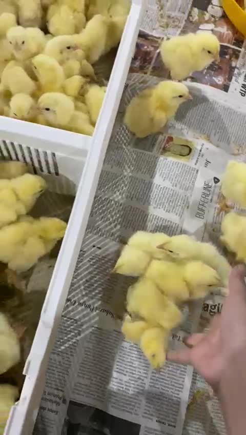 CUTE AND Adorable CHICKEN